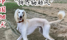 细狗视频,揭秘网络红人背后的故事